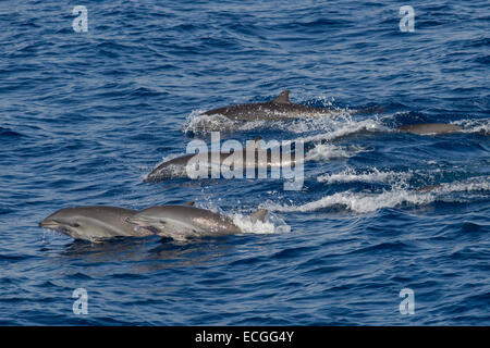 Fraser`s dolphin, Lagenodelphis hosei, Borneo-Delfin, group surfacing, Indonesia, Bali Stock Photo